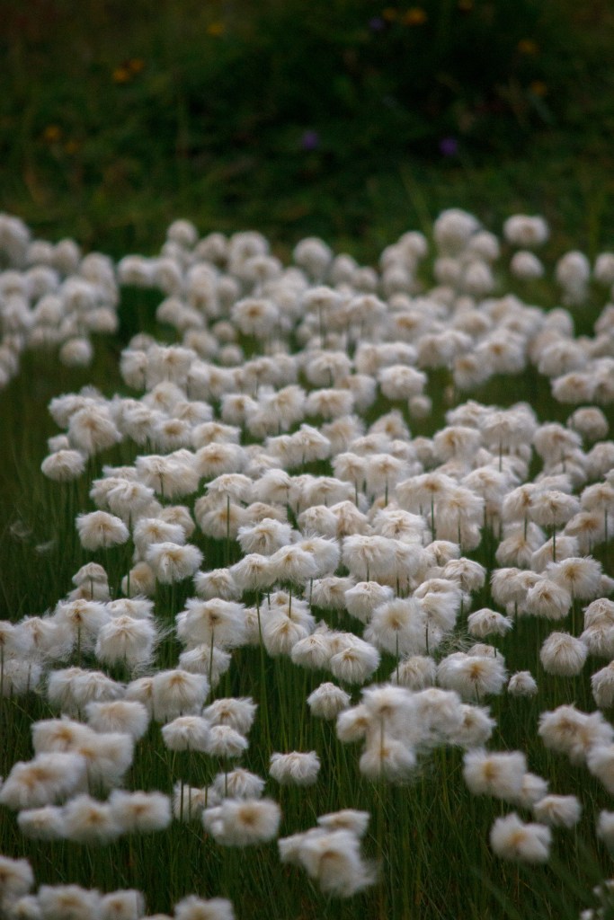 Poofy white wildflowers